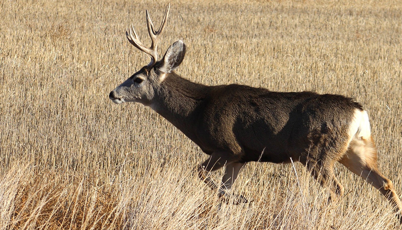 Mule deer buck Oct2023